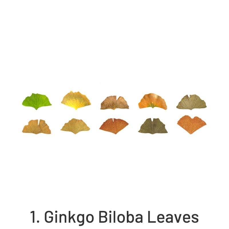Ginkgo Biloba Leaves