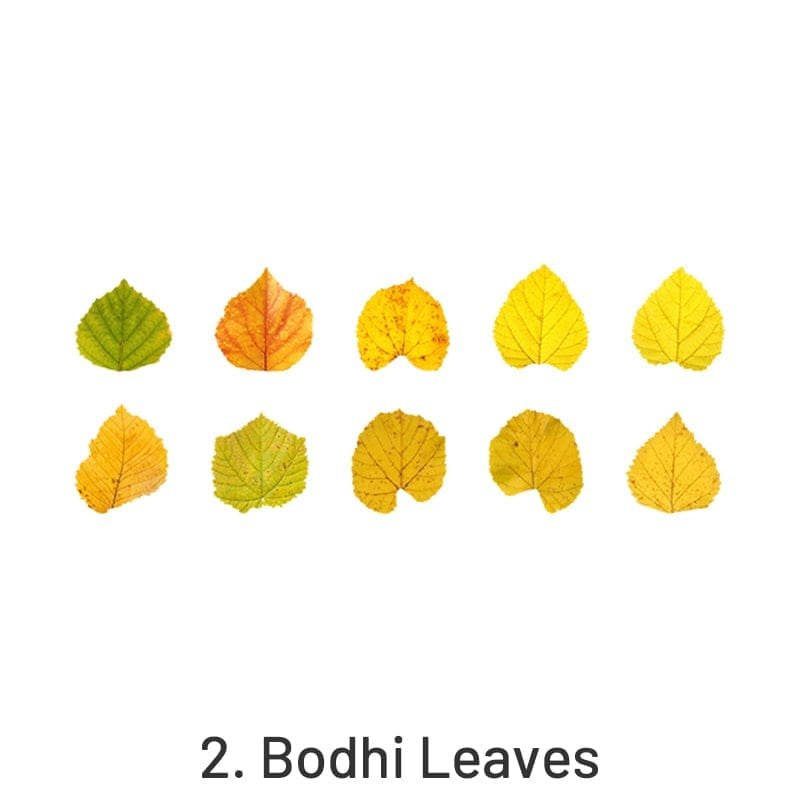 Bodhi Leaves