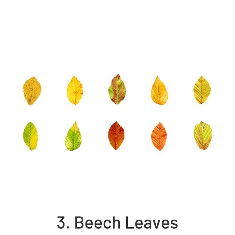 Beech Leaves
