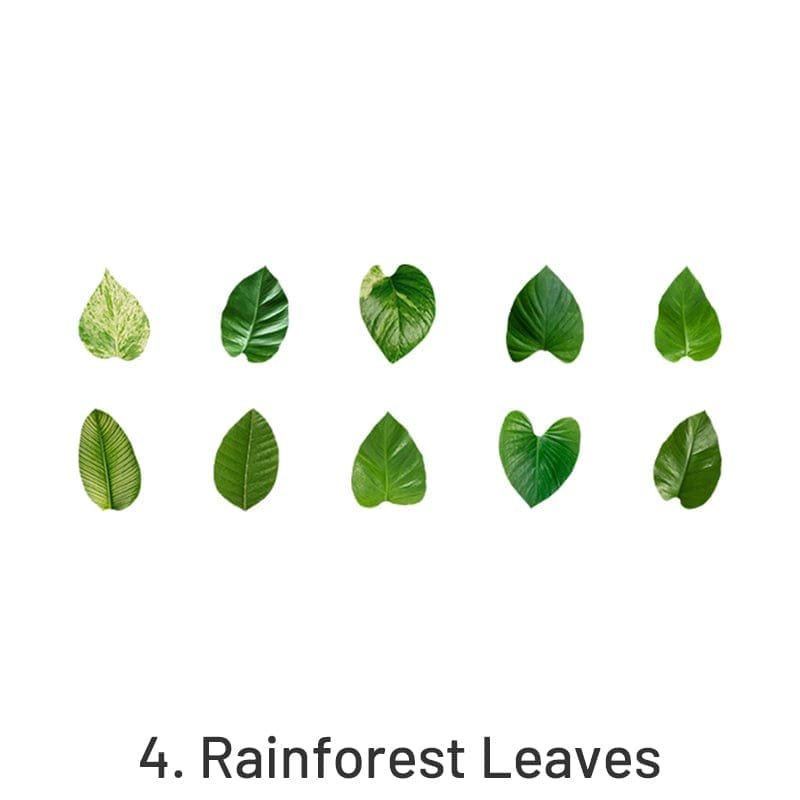 Rainforest Leaves