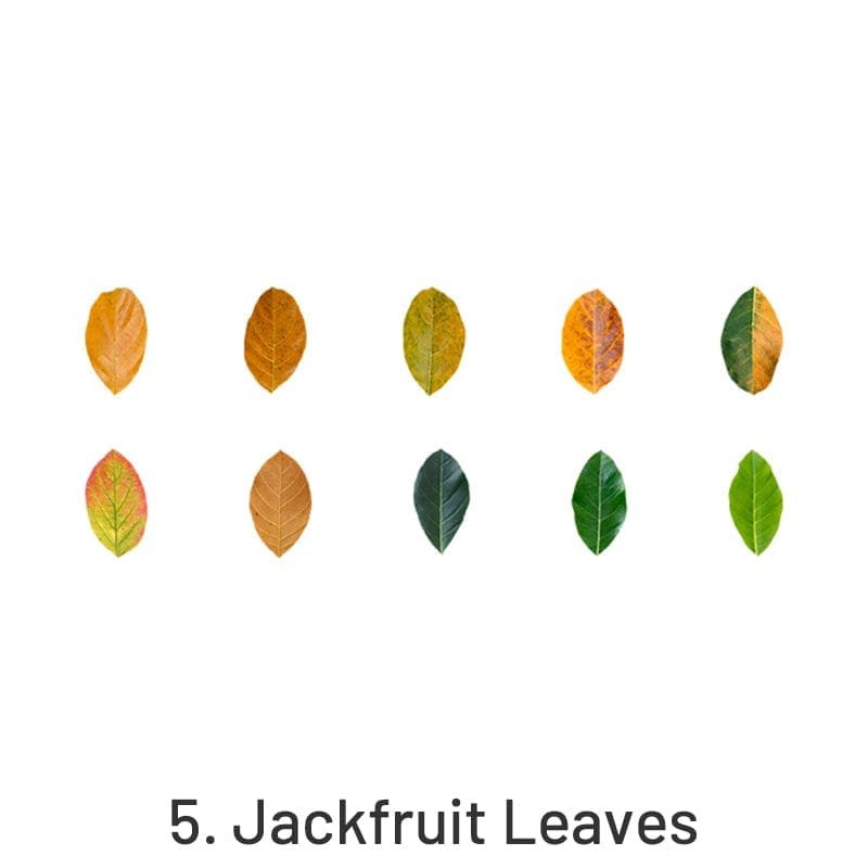 Jackfruit Leaves