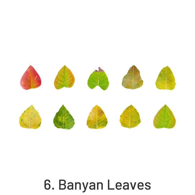 Banyan Leaves