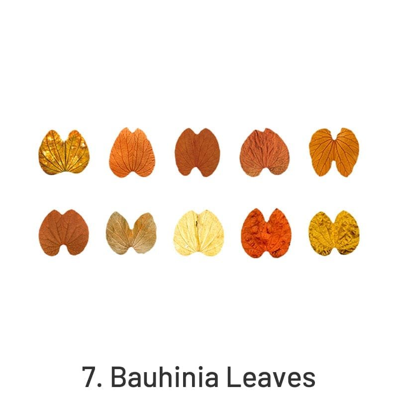 Bauhinia Leaves